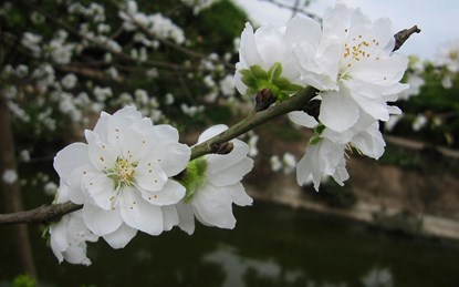 Bạch[-]đào[-]quý[-]hiếm[-]hồi[-]sinh